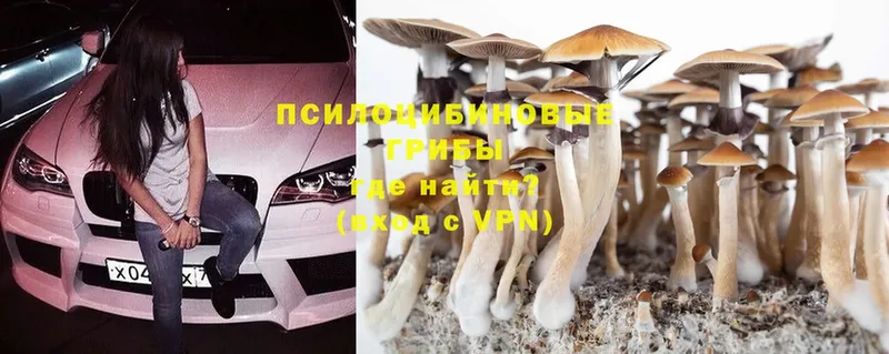 где купить наркоту  Богучар  Псилоцибиновые грибы Magic Shrooms 